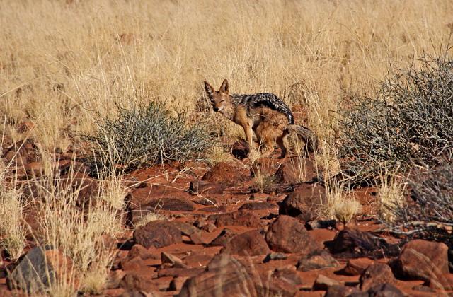 067 Namib Desert, namibrand nature reserve, jakhals.JPG